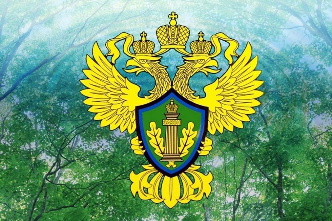 Ивановская межрайонная природоохранная прокуратура провела проверку исполнения лесного законодательства.